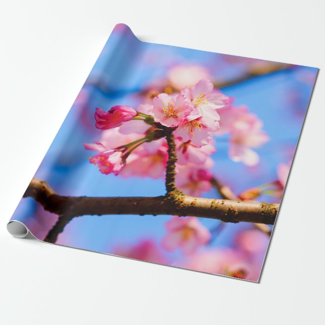 Papel De Presente Beleza Encantadora Das Flores Sakura Na Primavera (Desenrolado)