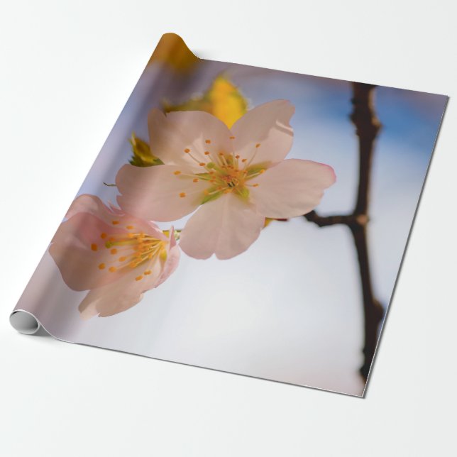 Papel De Presente Beleza Respiratória Das Flores Sakura (Desenrolado)
