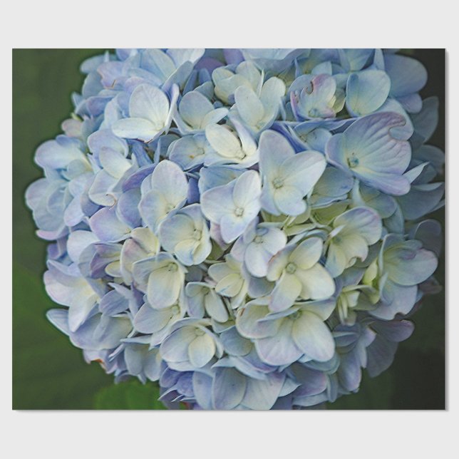 Papel De Presente Belo Blue Hydrangea Flowers Foto (Aberto)