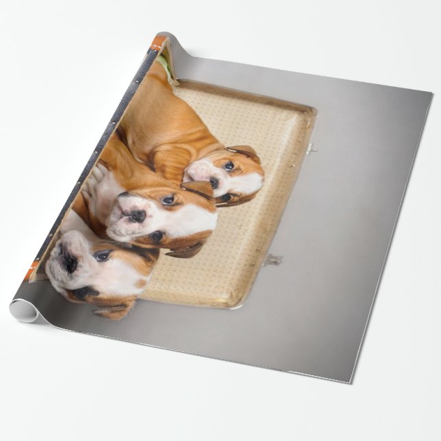 Papel De Presente Belo Bulldog Puppies | Pão-Cão (Desenrolado)