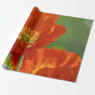 Papel De Presente Belo Papo Vermelho