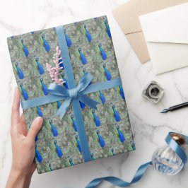 Papel De Presente Belo Penas de Pavão Azul