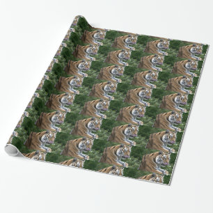 Papel De Presente Belo Tigre Lambendo o Nariz