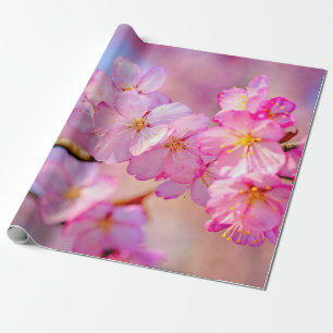 Papel De Presente Belos Flores Rosa Sakura Em Primavera