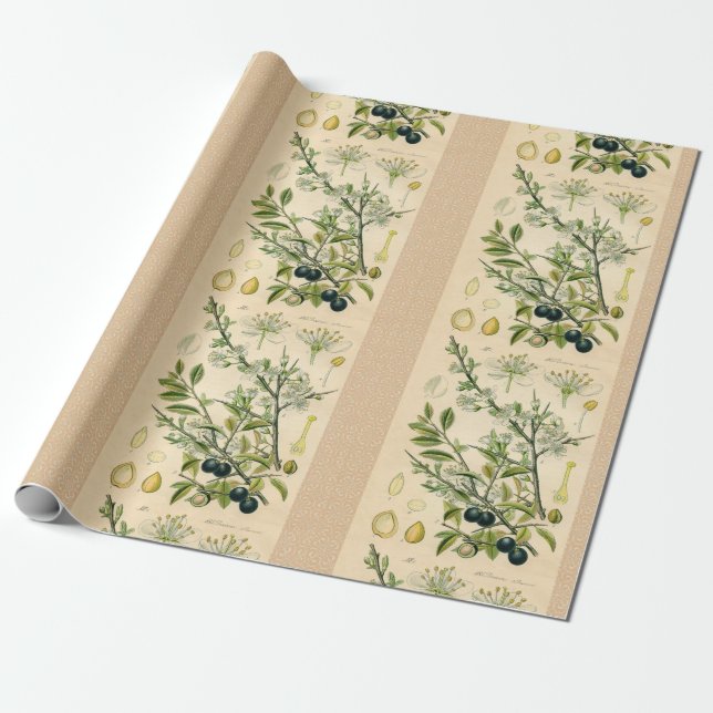 Papel De Presente Berry Impressão Botânico Antiquado Blackthorn (Desenrolado)