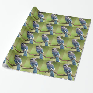Papel De Presente Blue Jay pensando em seu amigo pai da família