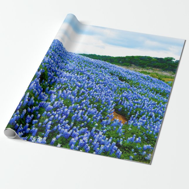 Papel De Presente Bluebonnets Blue Floral Texas Texan Elegante (Desenrolado)