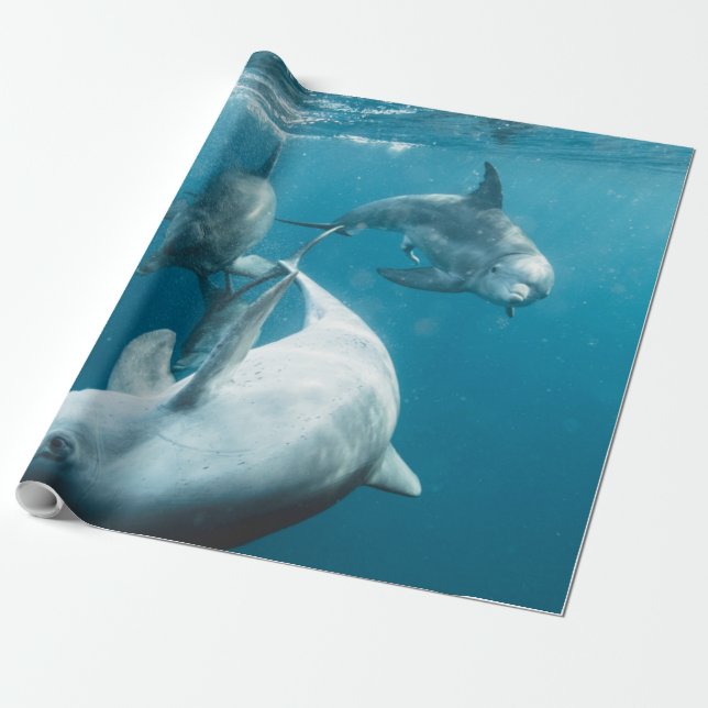 Papel De Presente Bonitos golfinhos (Desenrolado)