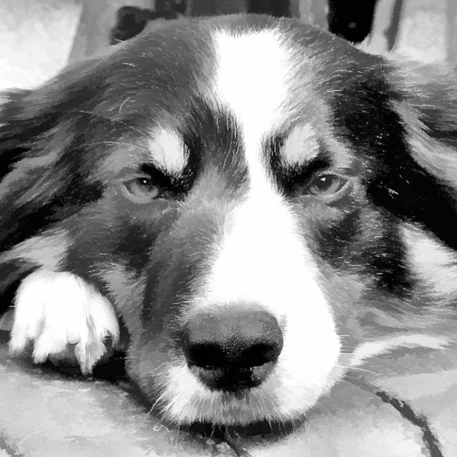 PAPEL DE PRESENTE BORDER COLLIE (Criador carregado)