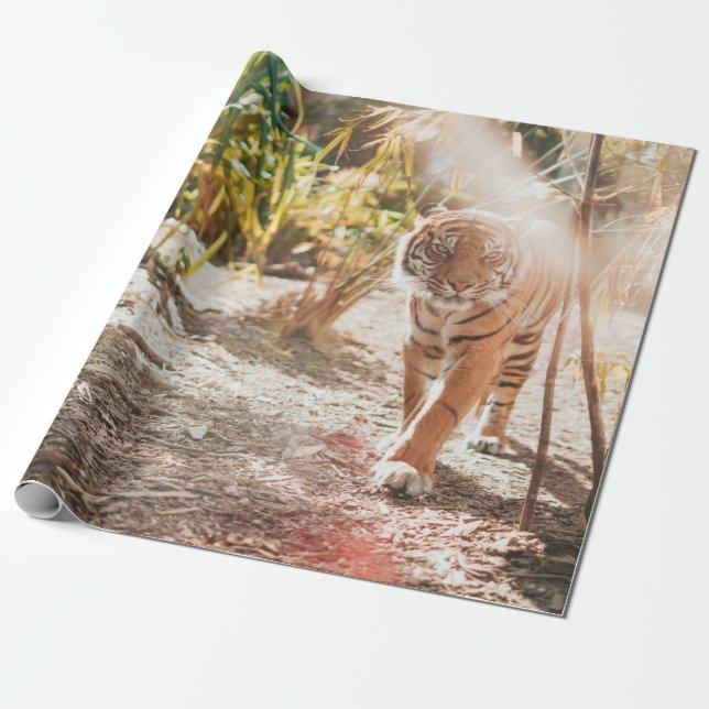 PAPEL DE PRESENTE BROWN TIGER IN WALKING GESTURE (Desenrolado)