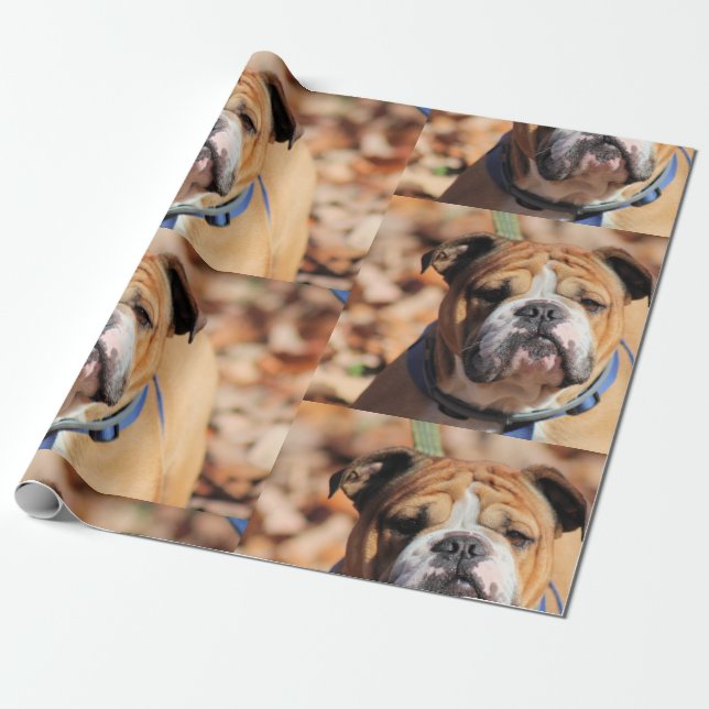 Papel De Presente Buddt Bulldog (Desenrolado)