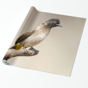 Papel De Presente Bulbul Africano de Olhos Vermelhos