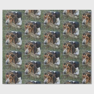 Papel De Presente Cachorro Beagle Adorável Roendo Um Osso