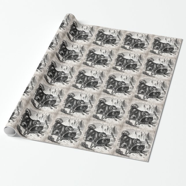 Papel De Presente Cães roncos do Alaskan dos roucos dos 1800s do cão (Desenrolado)