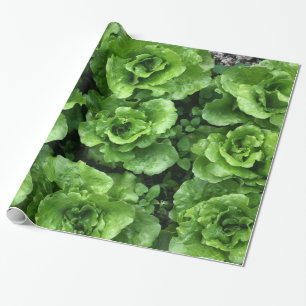 Papel De Presente Cama de alface