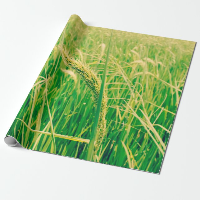 Papel De Presente Campo de arroz nas zonas rurais e frescas, no esti (Desenrolado)