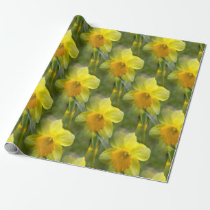 Papel De Presente Campos de Daffodils....