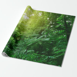 Papel De Presente Canopia da árvore solar na selva tropical 