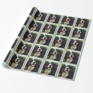 Papel De Presente Cão de montanha de Bernese do bebê