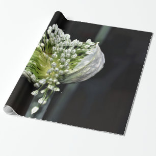 Papel De Presente Cebola de florescência do primavera