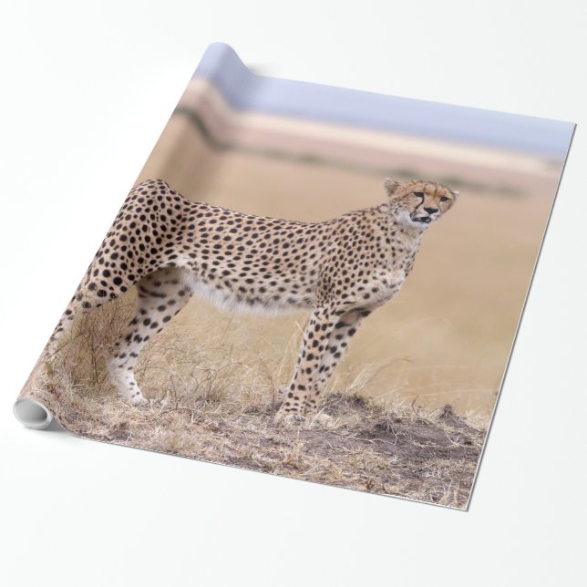Papel De Presente Cheetah (Desenrolado)