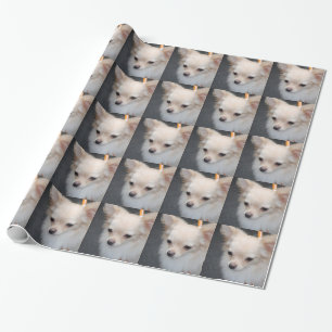 Papel De Presente Chihuahua