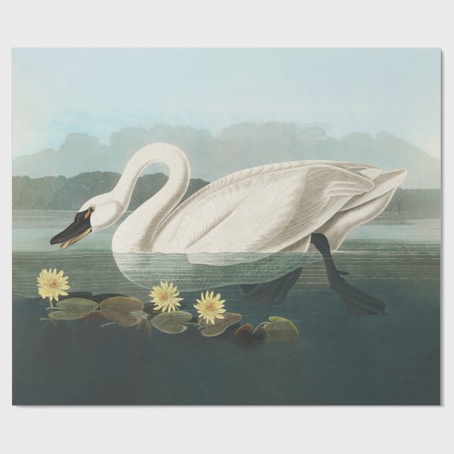 Papel De Presente cisnes brancas de pássaro de audubon do cisne (Aberto)