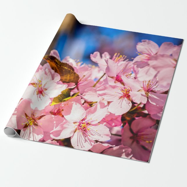 Papel De Presente Cluster De Blossomas De Cereja Rosa, Céu Azul (Desenrolado)