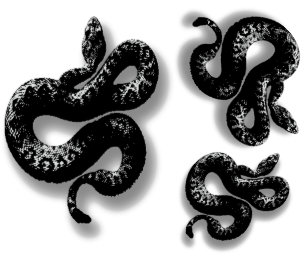 Resultado de imagem para sombra de cobra