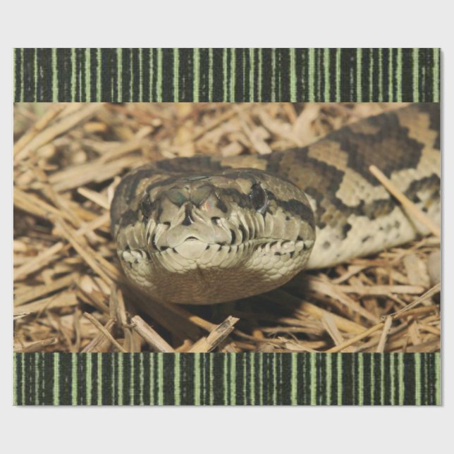 Papel De Presente Cobra de papel de enrolamento brilhante (Aberto)