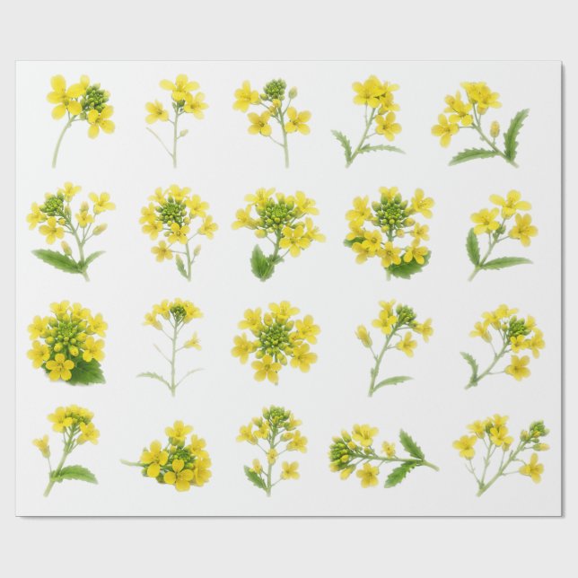 Papel De Presente Conjunto Botânico de Flor de Mostarda Amarela Flor (Aberto)