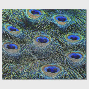 Papel De Presente Cores Brilhantes Penas de Pavimentos de Pavão