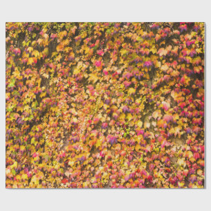 Papel De Presente cores de outono dourado parede de hera