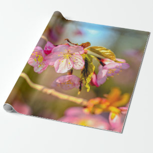 Papel De Presente Cores Quentes Das Flores Sakura Na Primavera