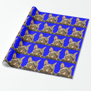Papel de Presente  Cornel Rex Tiger Cat Blue