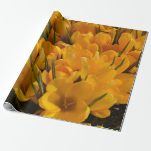 Papel De Presente Crocus flavus amarelo - Flores amarelas douradas