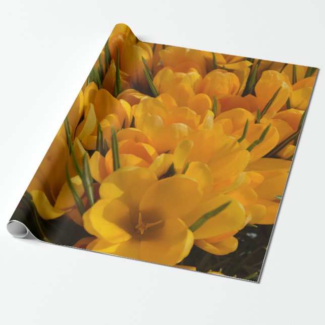 Papel De Presente Crocus flavus amarelo - Flores amarelas douradas (Desenrolado)