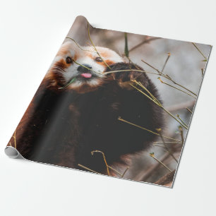PAPEL DE PRESENTE CUTE KOALA BEAR