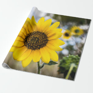 Papel De Presente Daze ensolarado