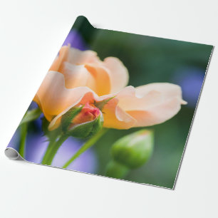 Papel De Presente desejo de desdobramento