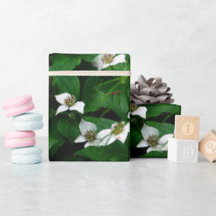 Papel De Presente Design de Bunchberry Wildflower