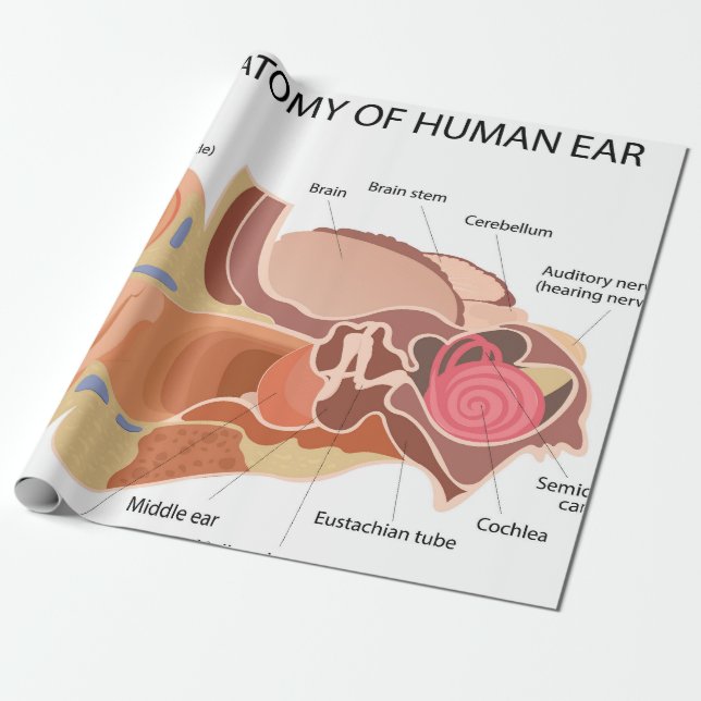 Papel De Presente Diagrama anatômico do coração (Desenrolado)