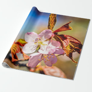 Papel De Presente Duas Flores de Cereja Sakura