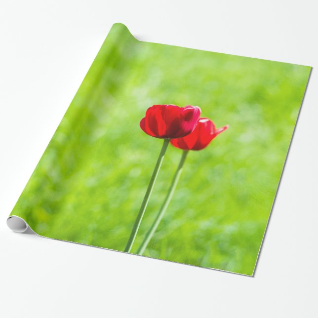 Papel De Presente Duas flores de tulipa vermelha (Desenrolado)
