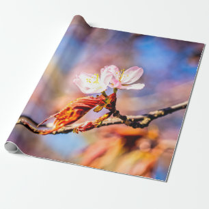 Papel De Presente Duas Incríveis Flores Sakura. Cor-de-rosa, fundo a