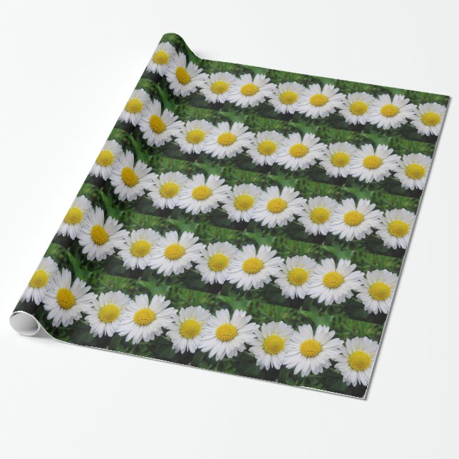 Papel De Presente Duas margaridas brancas bonitas (Desenrolado)