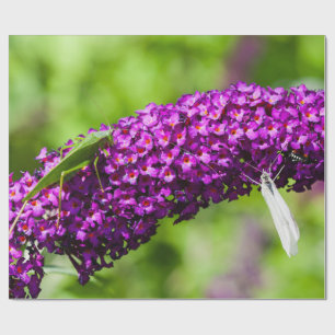 Papel De Presente energia katydid