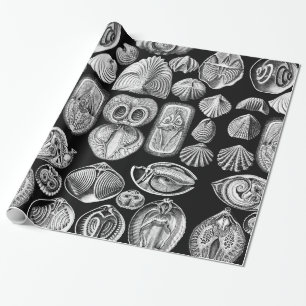 Papel De Presente Ernst Haeckel Spirobranchia