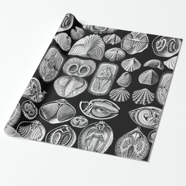 Papel De Presente Ernst Haeckel Spirobranchia (Desenrolado)