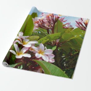 Papel De Presente Esplendor Cor-De-Rosa, Sangue De Frangipani Rosa N
